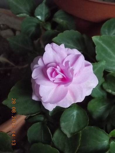 31 august 2013-flori 085