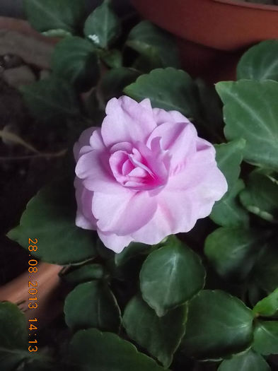 31 august 2013-flori 086