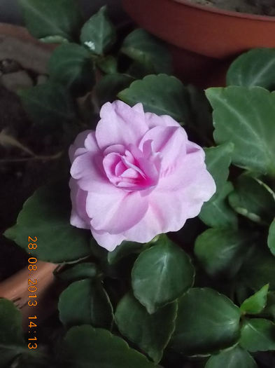 31 august 2013-flori 087