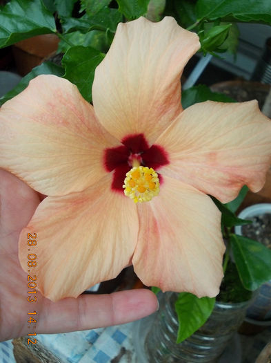 31 august 2013-flori 078