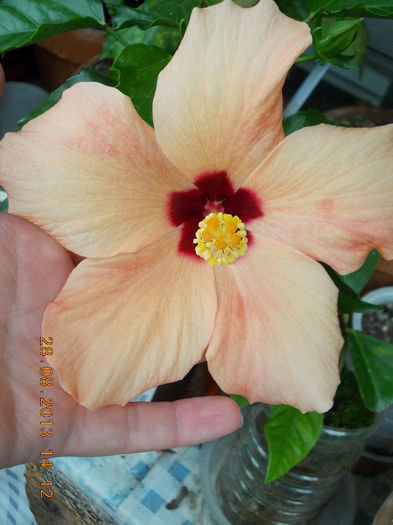 31 august 2013-flori 079