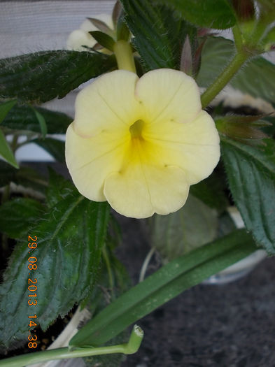 31 august 2013-flori 094