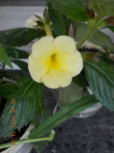 31 august 2013-flori 096