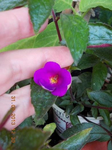 31 august 2013-flori 111