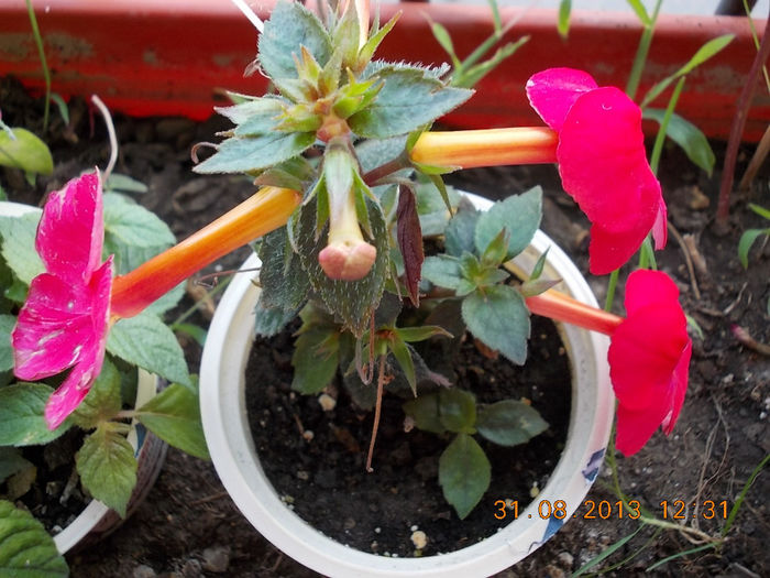 31 august 2013-flori 113
