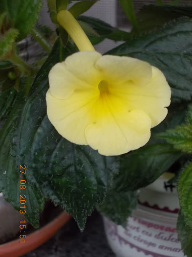 31 august 2013-flori 045 - achimenes