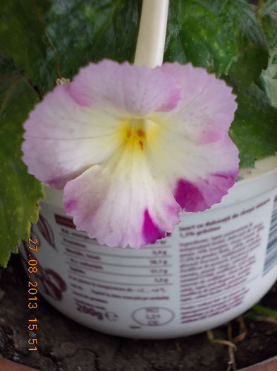 31 august 2013-flori 049