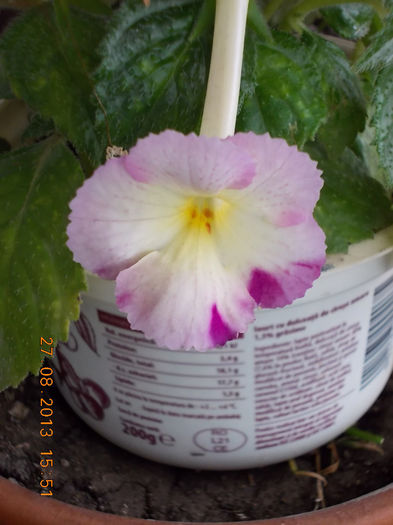 31 august 2013-flori 051 - achimenes