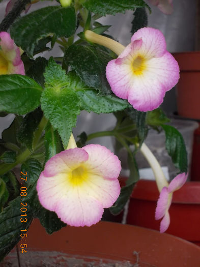 31 august 2013-flori 069