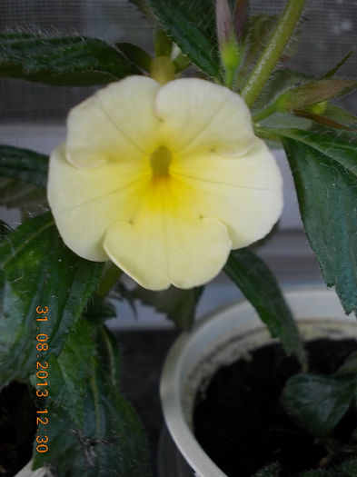 31 august 2013-flori 106 - achimenes