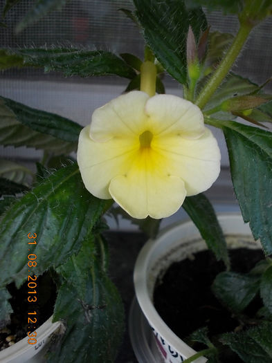 31 august 2013-flori 108 - achimenes