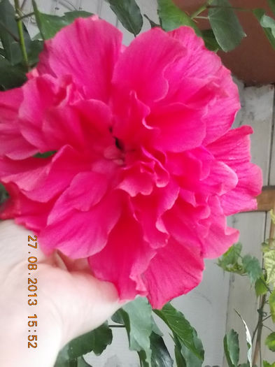 hibi ciclam batut - hibiscus -1