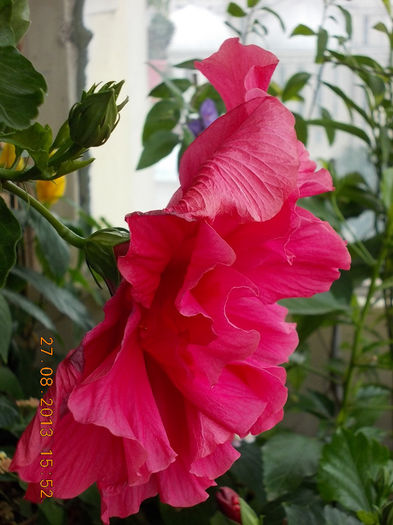 31 august 2013-flori 060