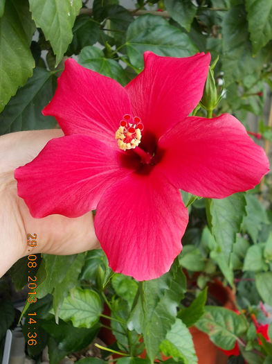 31 august 2013-flori 088