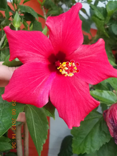 31 august 2013-flori 090