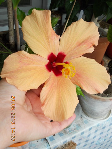 31 august 2013-flori 093 - hibiscus -1