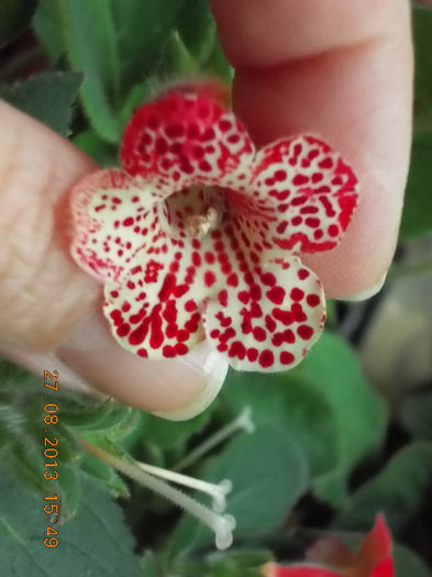 31 august 2013-flori 034