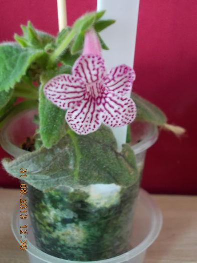31 august 2013-flori 143