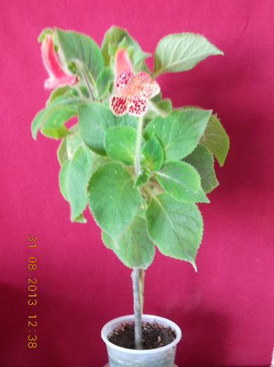 31 august 2013-flori 152