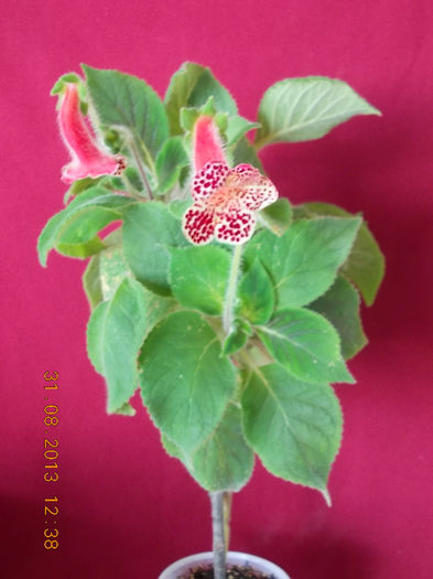 31 august 2013-flori 154
