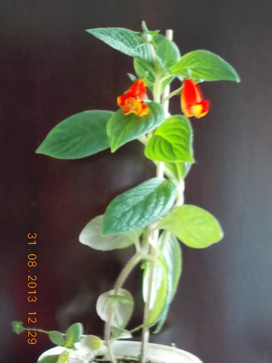 31 august 2013-flori 104 - 1 Seemannia Nemathantodes Evita
