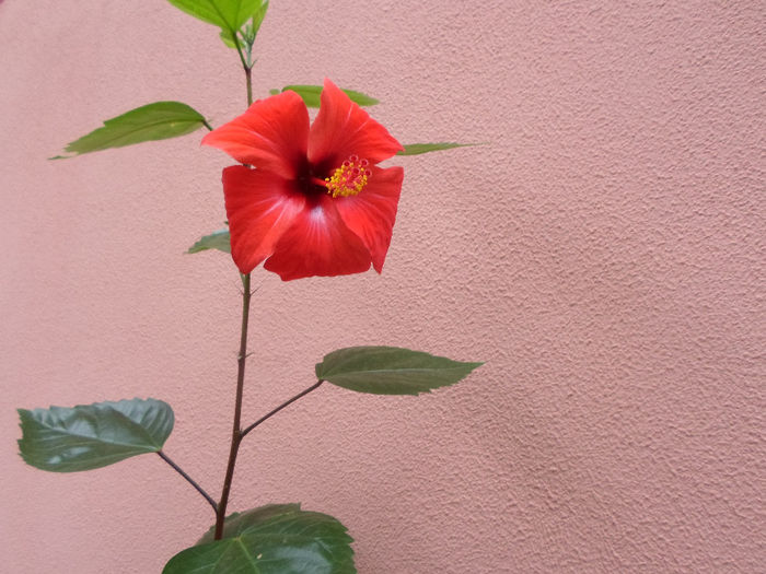 m 223 - Hibilicii mei