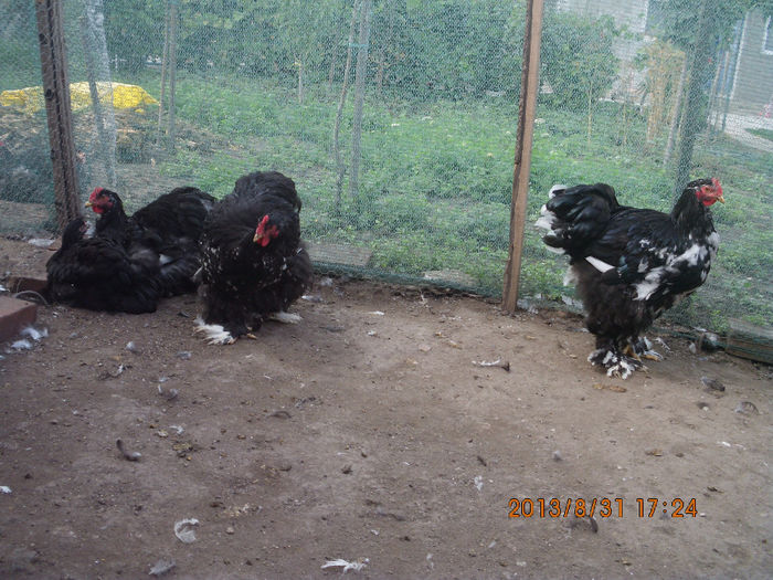 IMG_9801 - TINERET  2013 1