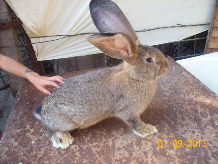 septembrie 2013 050 - AAA SEPTEMBRIE 2013 FEMELE