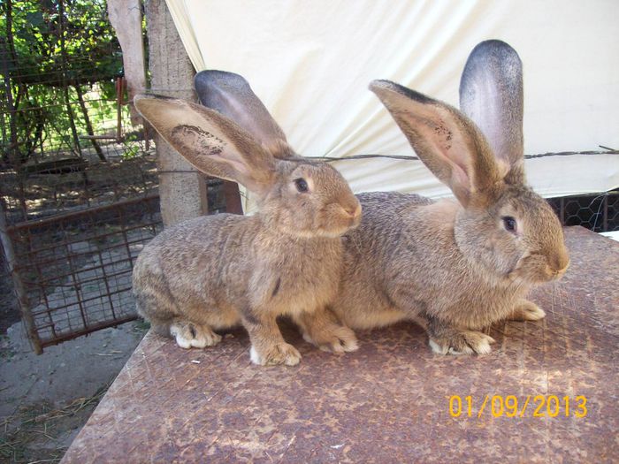 septembrie 2013 053 - AAA SEPTEMBRIE 2013 FEMELE