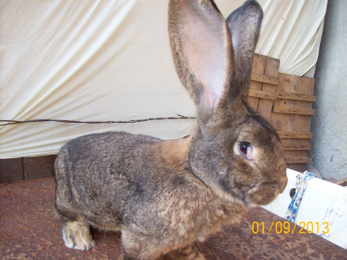 septembrie 2013 059 - AAA SEPTEMBRIE 2013 FEMELE