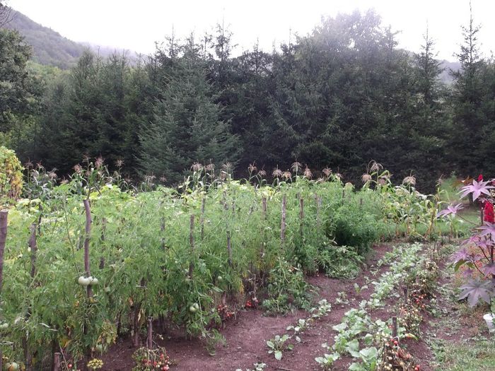 VARIETATI DE ROSII IN MUNTE - FERMA ILIES SOVATA