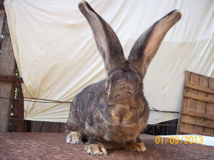 septembrie 2013 062 - AAA SEPTEMBRIE 2013 FEMELE