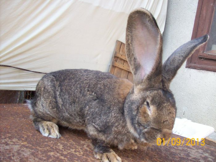 septembrie 2013 063 - AAA SEPTEMBRIE 2013 FEMELE