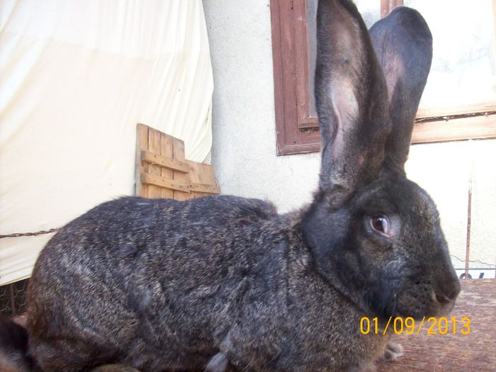 septembrie 2013 067 - AAA SEPTEMBRIE 2013 FEMELE