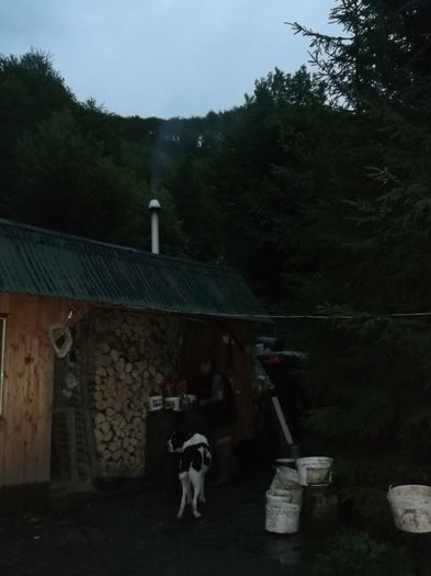 CAINI SI PISICI