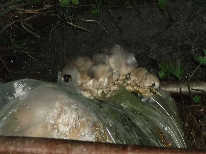 MARCA ...  PLEUROTUS