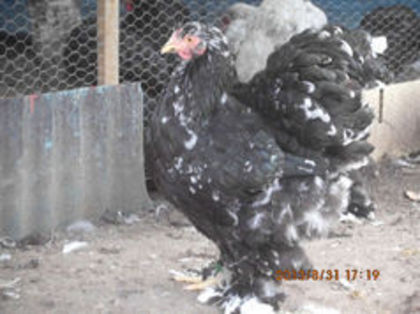 92354036_LOMKDLN3