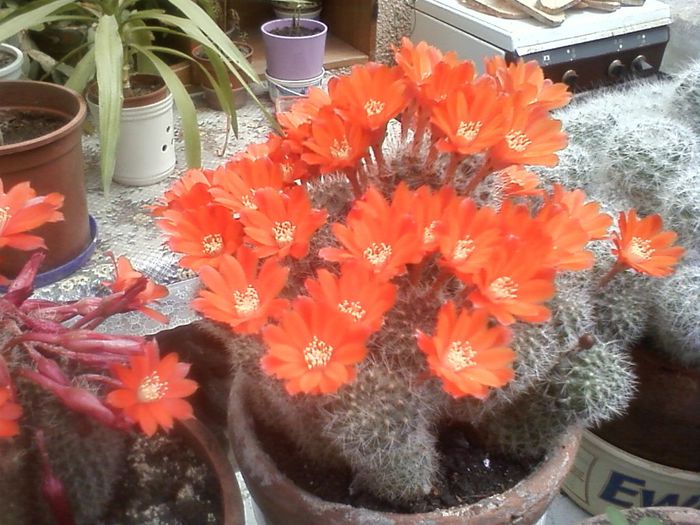 P19-06-13_12.08 - Rebutia fiebrigii