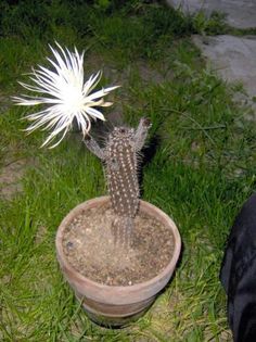 2008 - Echinopsis mirabilis
