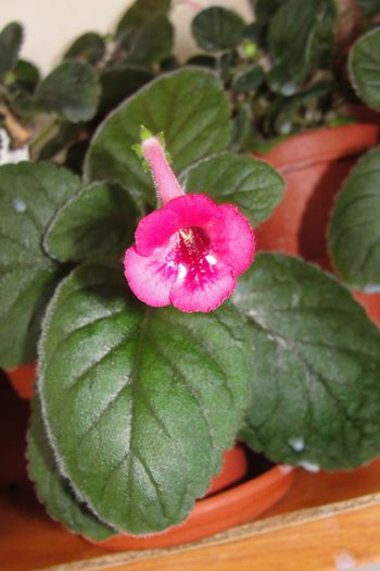 SRG's Ruby Belle - Sinningia-1