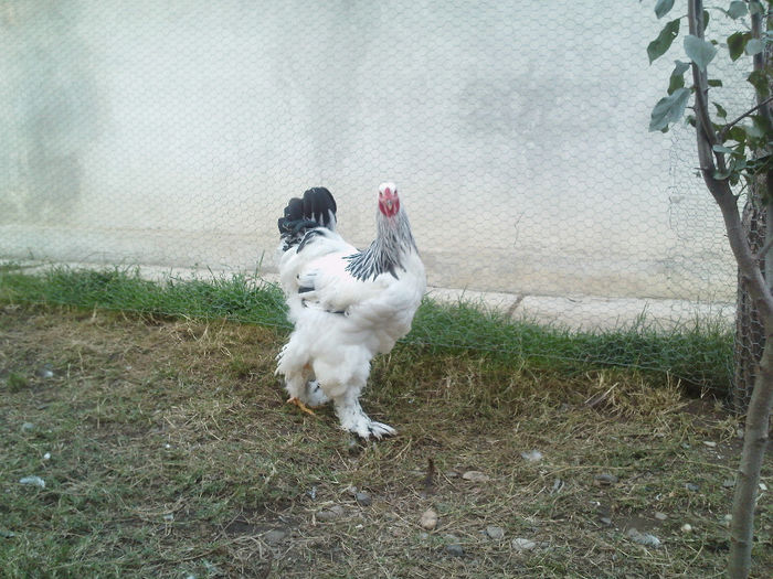 IMG190 - tineret 2013