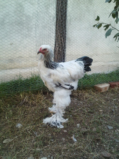 IMG213(2) - tineret 2013
