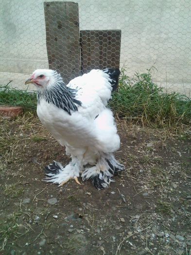 IMG227 - tineret 2013