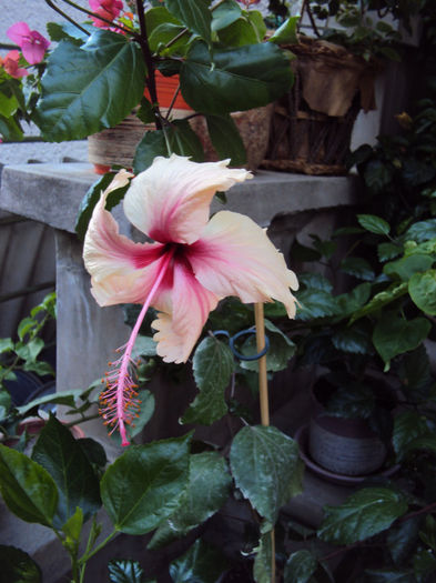 Rowena s Wedding - Hibiscus