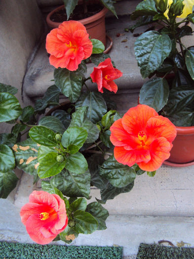 DSC09679 - Hibiscus