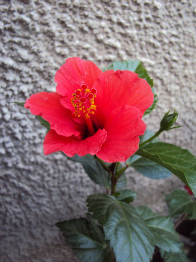 DSC09682 - Hibiscus