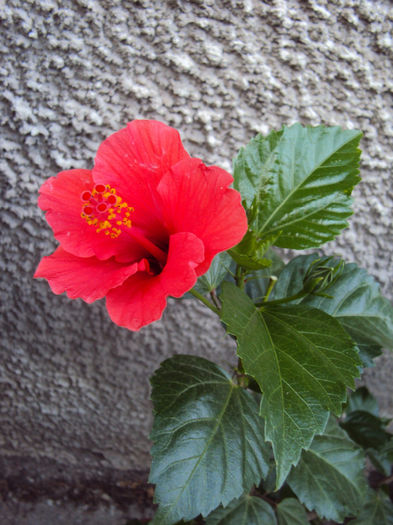 DSC09683 - Hibiscus