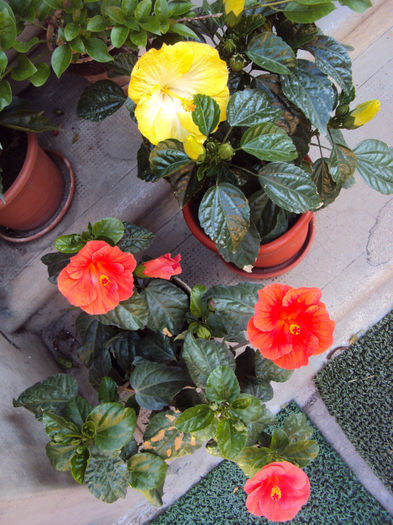 DSC09684 - Hibiscus