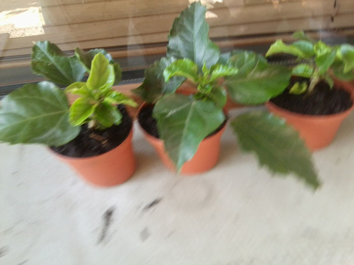 Fotografie6629 - hibiscusi 2013-3