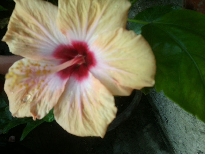 Fotografie6631 - hibiscusi 2013-3